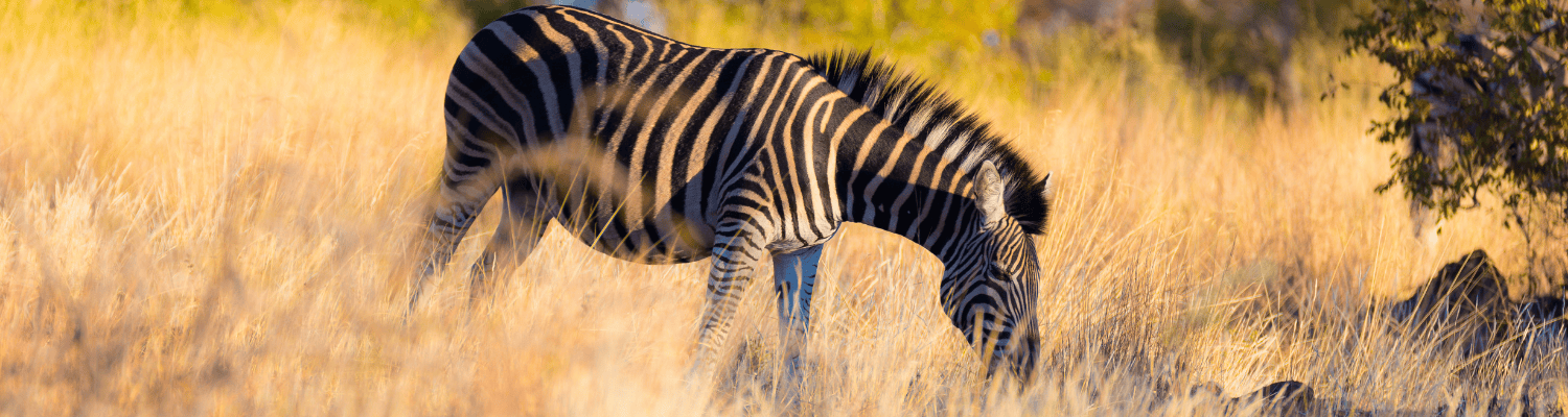 Entabeni Private Game Reserve