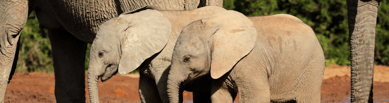 Shamwari Private Game Reserve