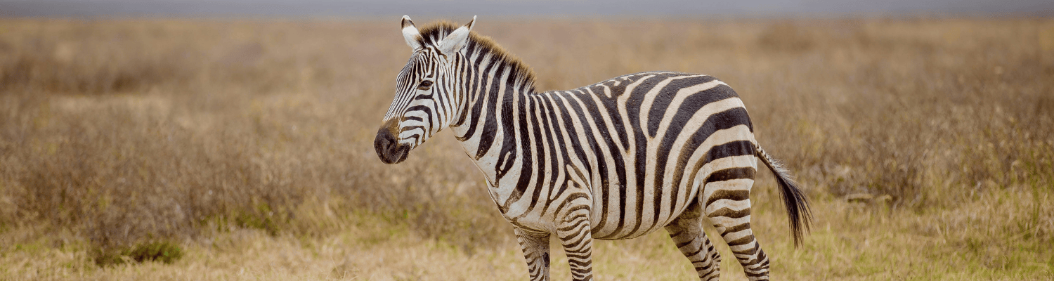 Plains Zebra