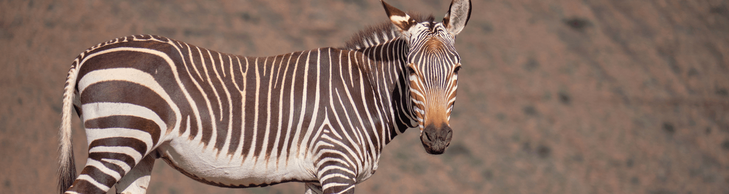 Mountain Zebra