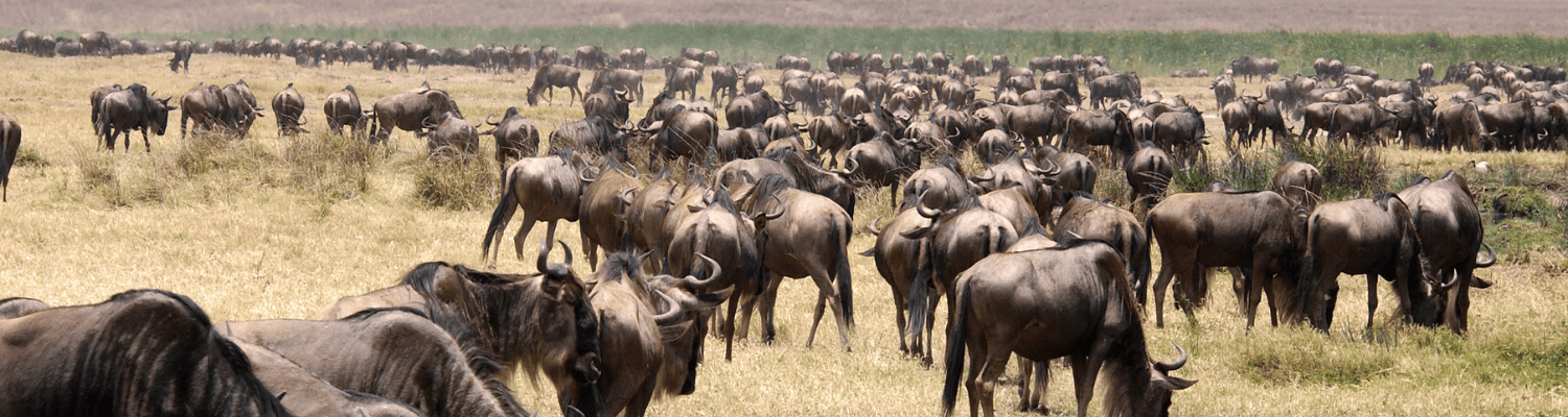 Blue Wildebeest