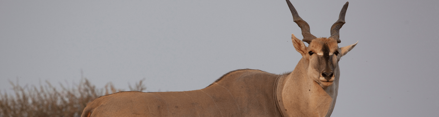 Eland