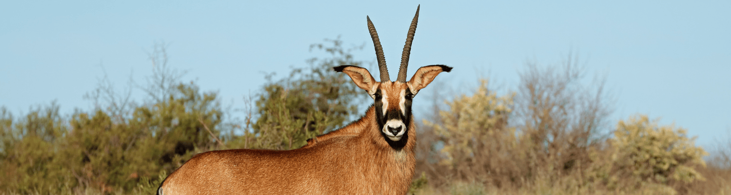 Roan Antelope
