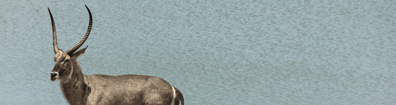 Waterbuck