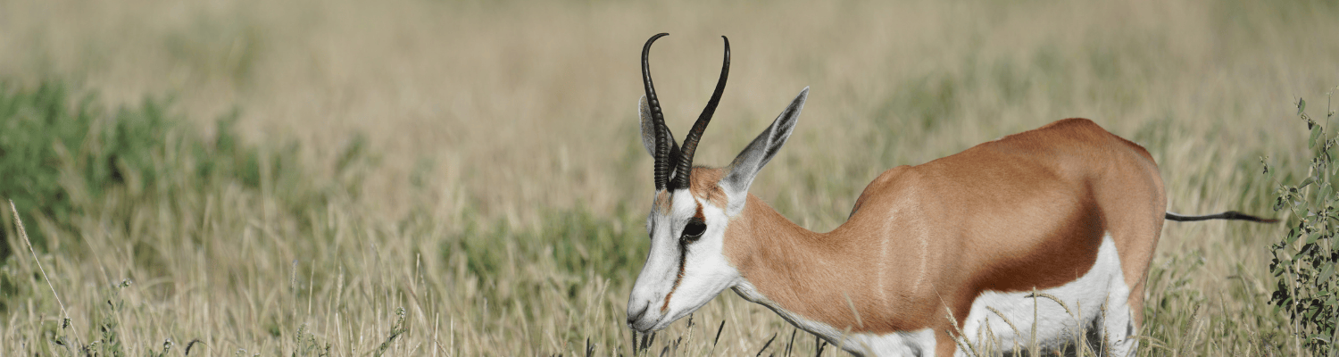 Springbok