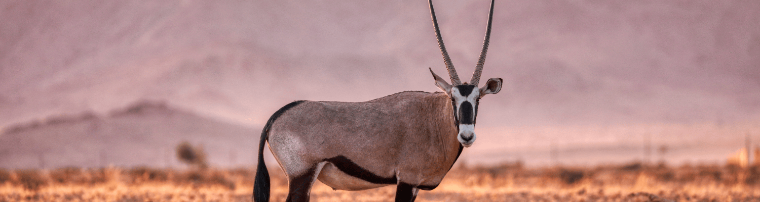 Gemsbok (Oryx)