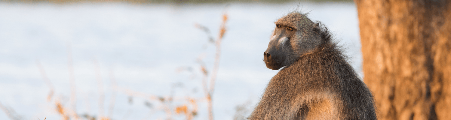 Chacma Baboon