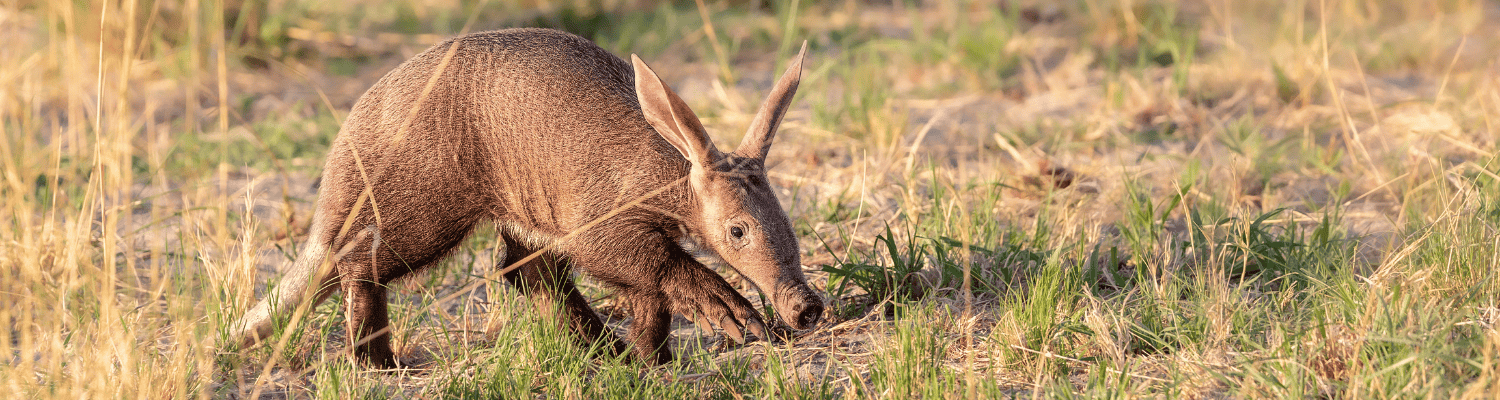 Aardvark
