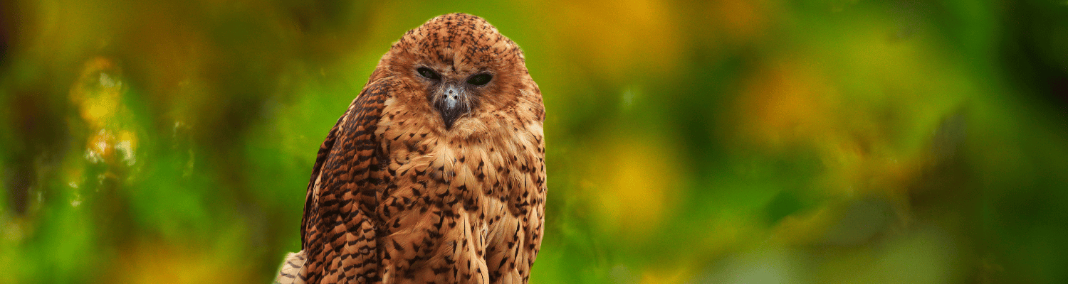 Pel’s Fishing Owl