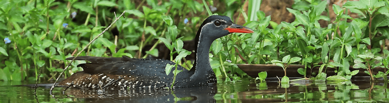 African Finfoot