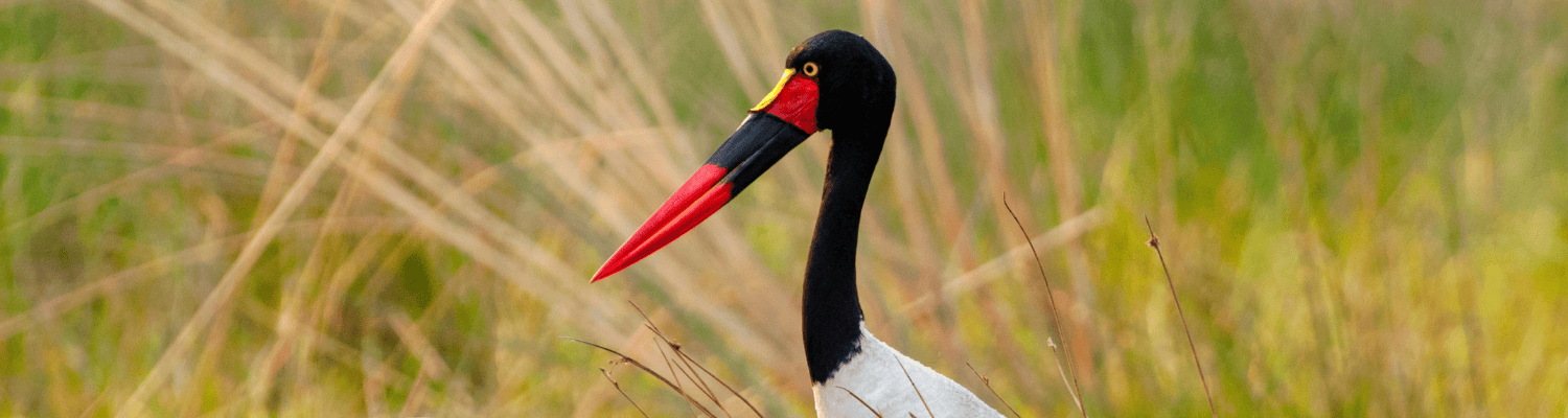 Saddle-billed Stork
