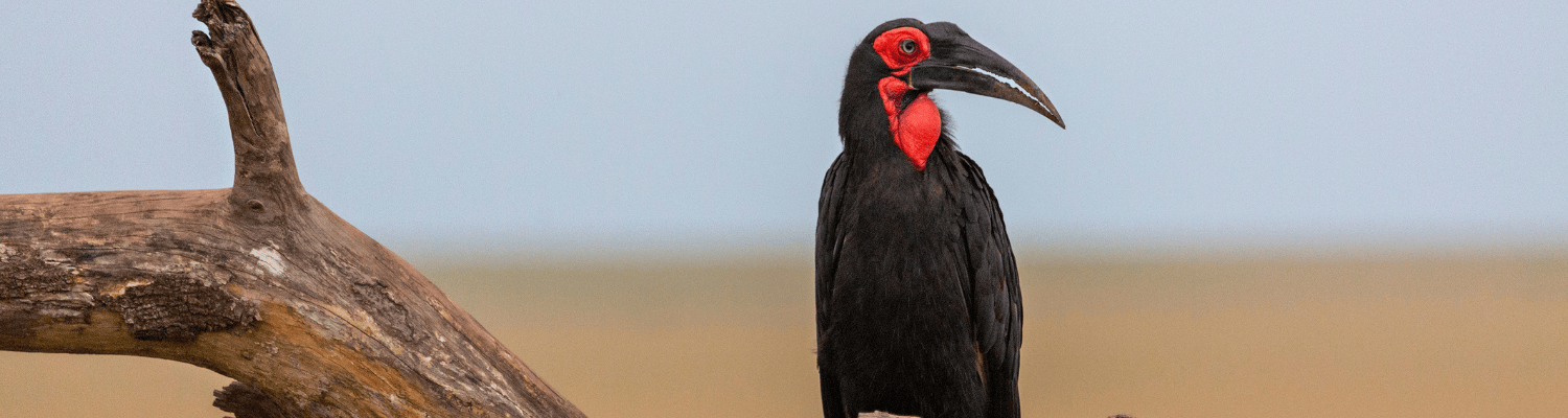 Southern Ground Hornbill