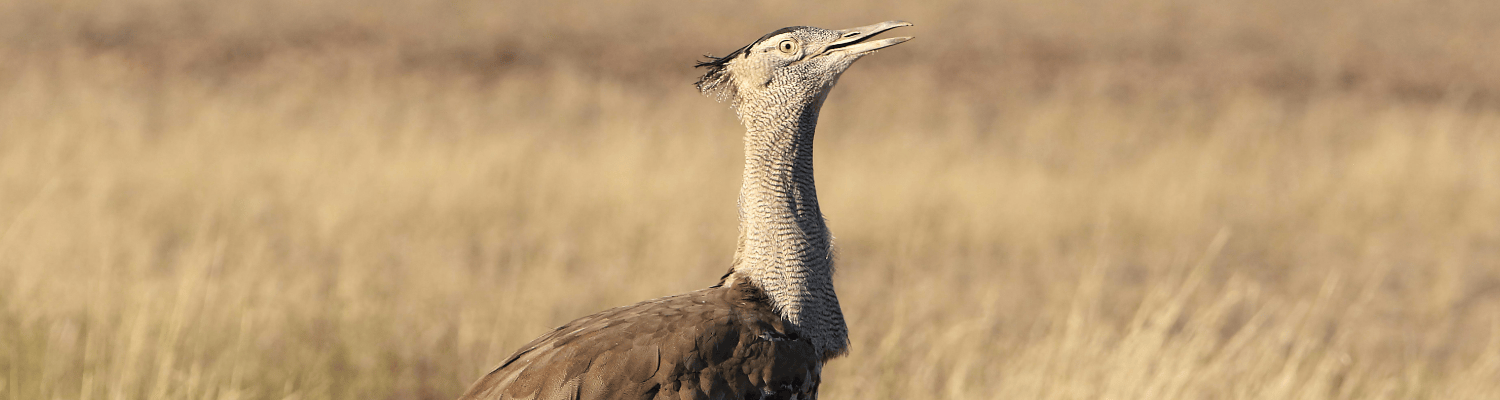 Kori Bustard