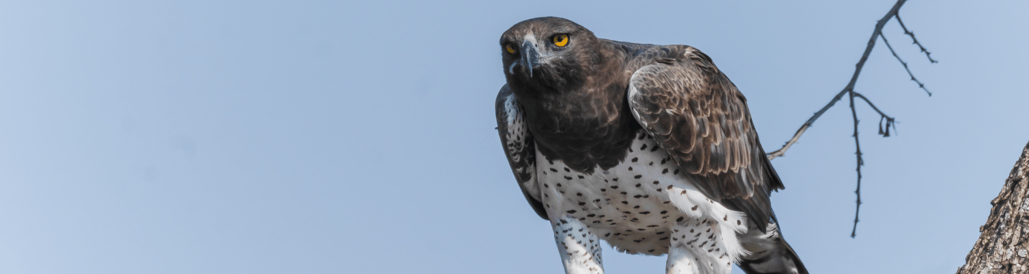 Martial Eagle