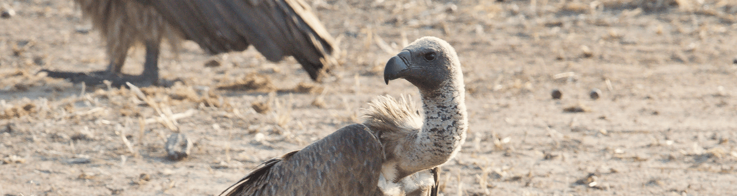 White-backed Vulture