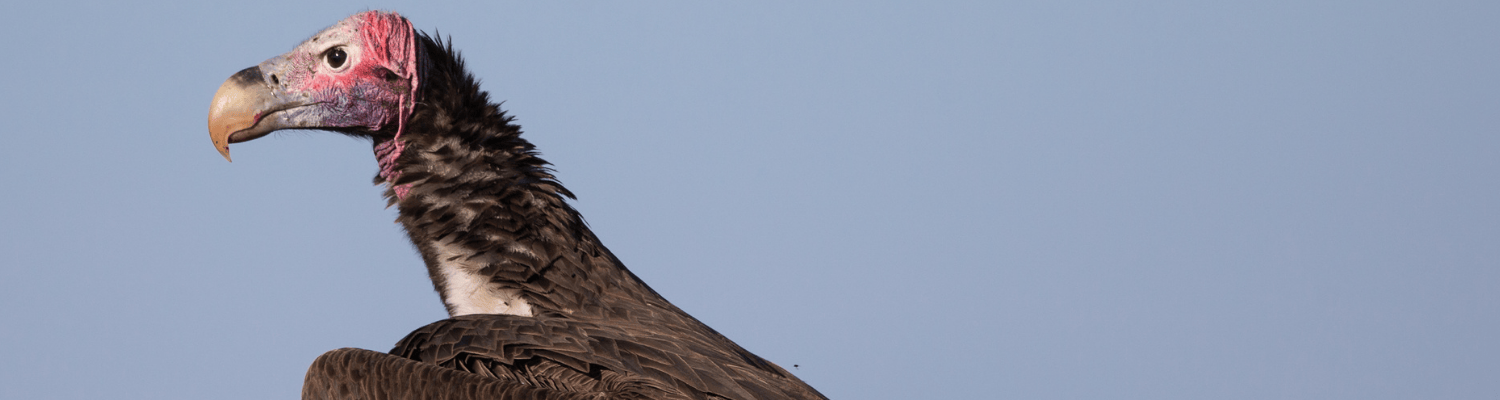 Lappet-faced Vulture