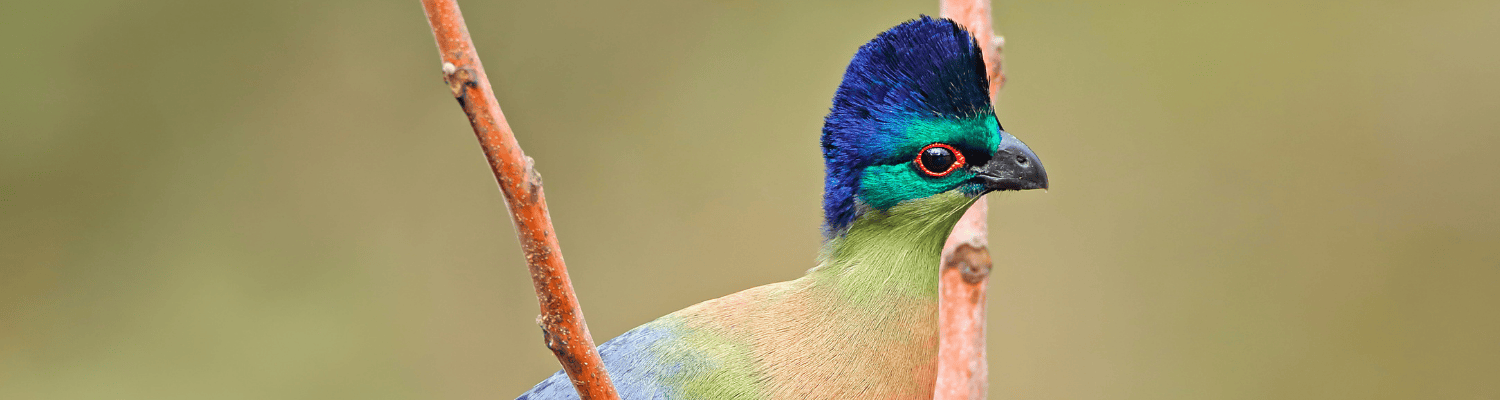 Purple-crested Turaco