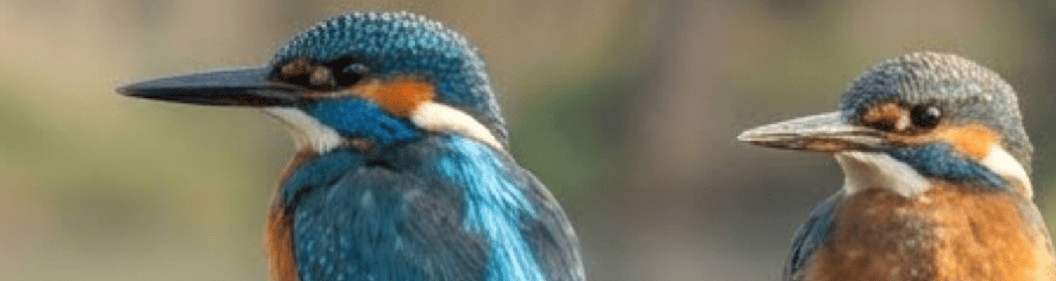 Half-collared Kingfisher