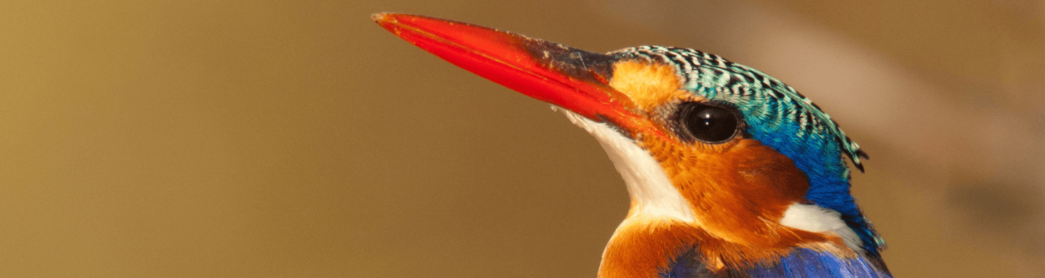 Malachite Kingfisher