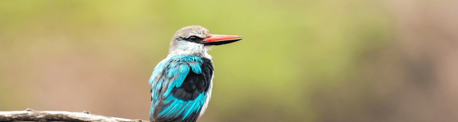 Woodland Kingfisher