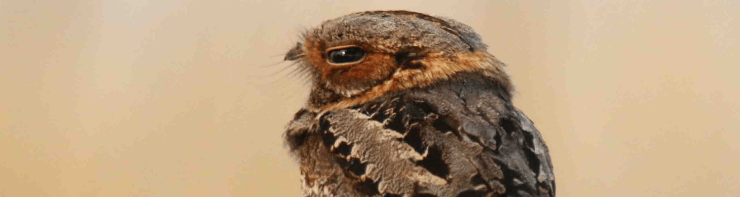 Fiery-necked Nightjar