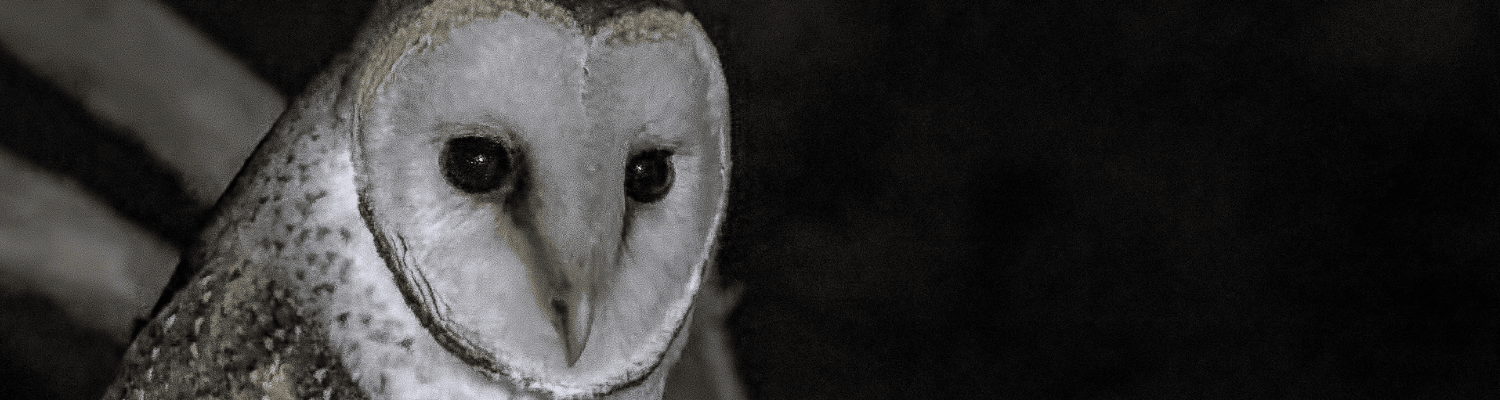 Western Barn Owl