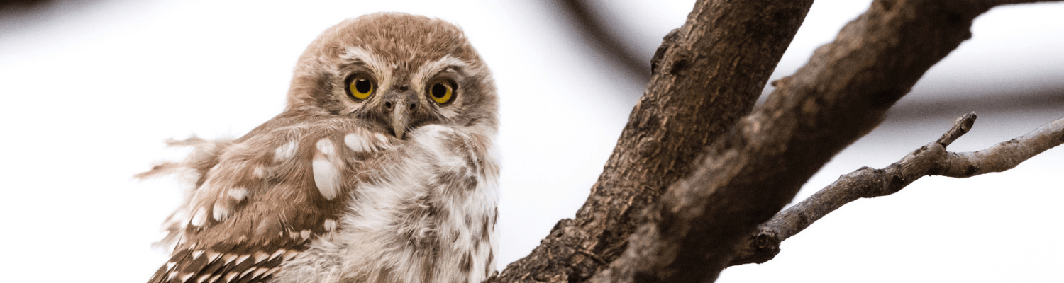 Pearl Spotted Owlet