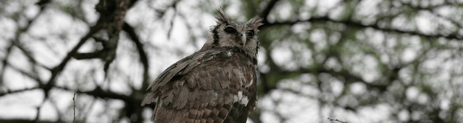 Verreaux’s Eagle-Owl