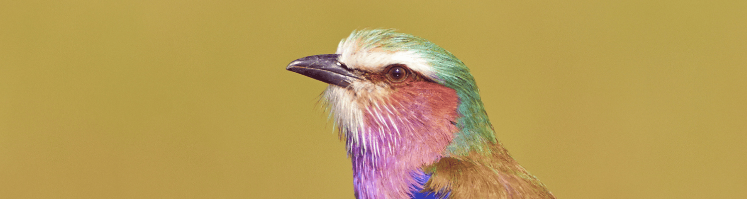 Lilac-breasted Roller