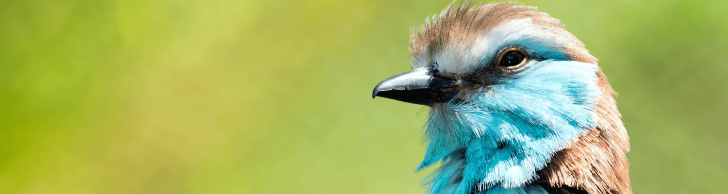 Racket Tailed Roller