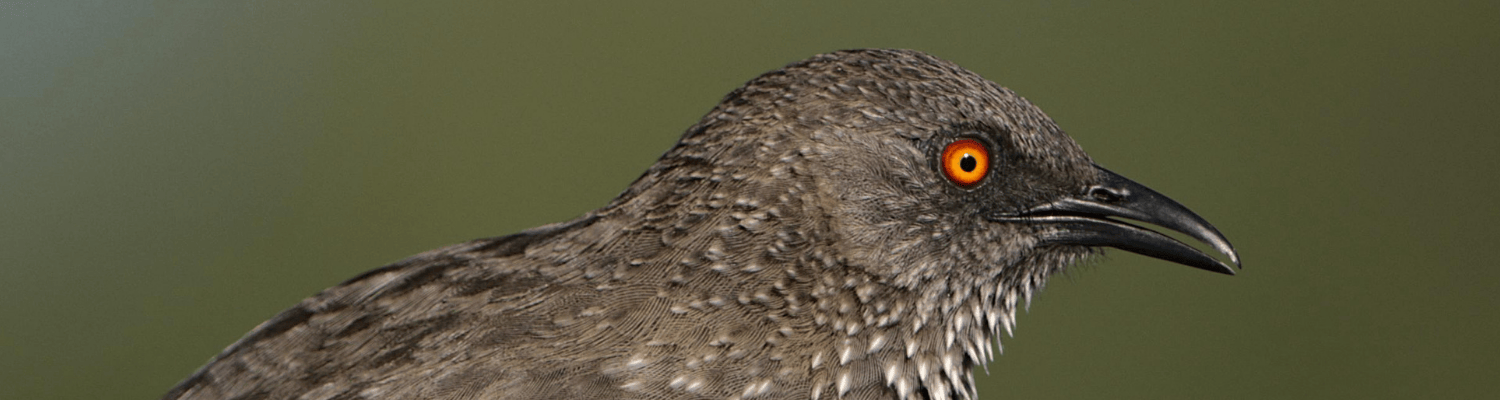 Arrow-marked Babbler