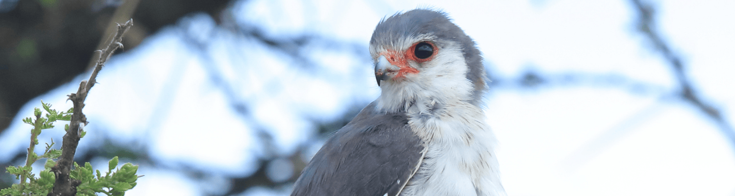 Pygmy Falcon