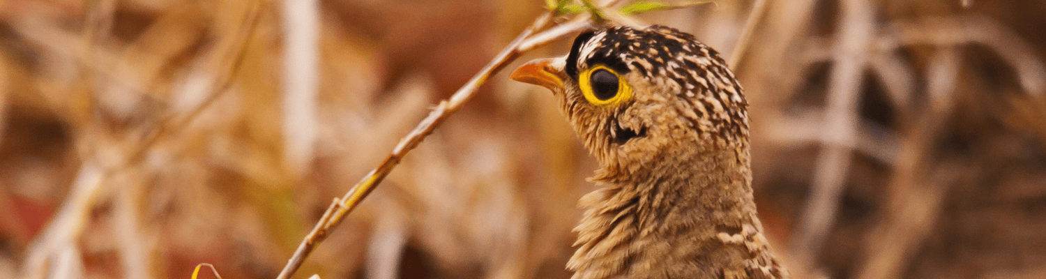 Double-banded Courser