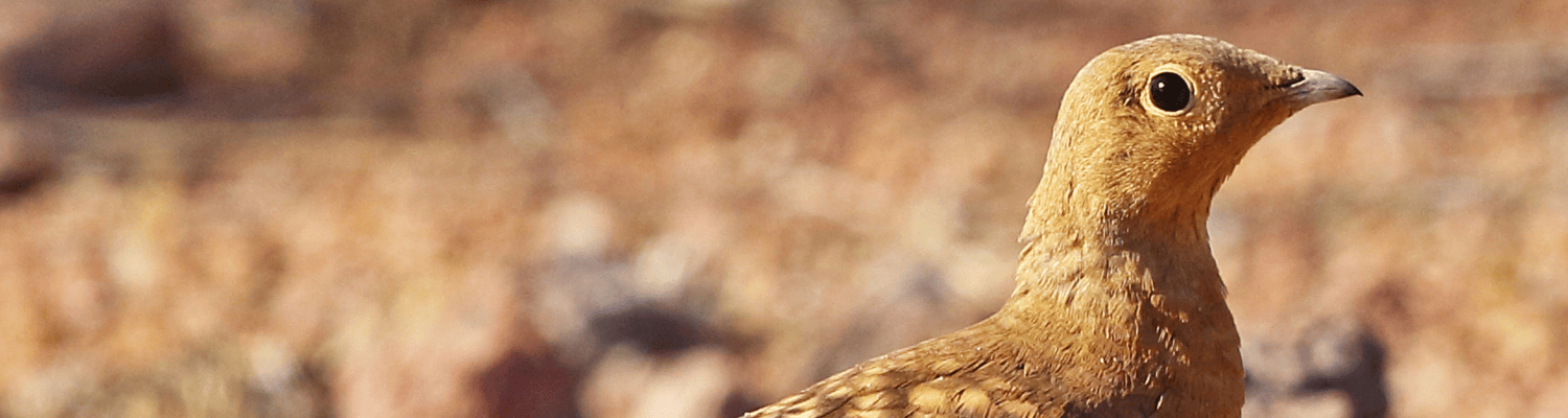 Namaqua Sandgrouse