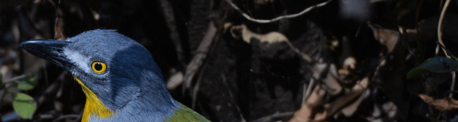 Grey Headed Bushshrike
