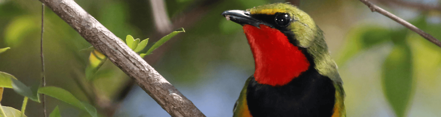 Gorgeous Bushshrike