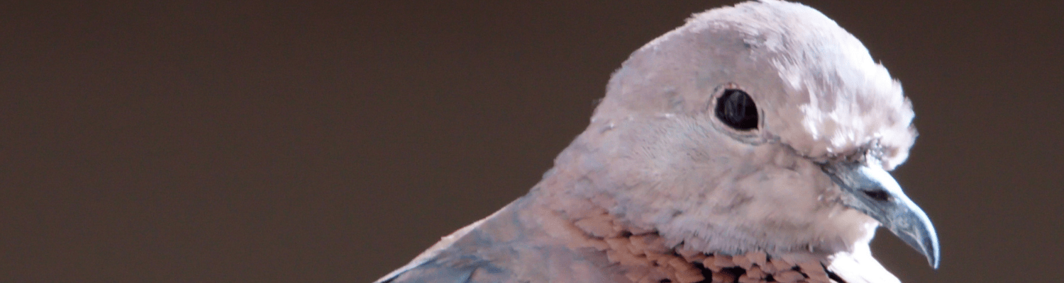 Laughing Dove