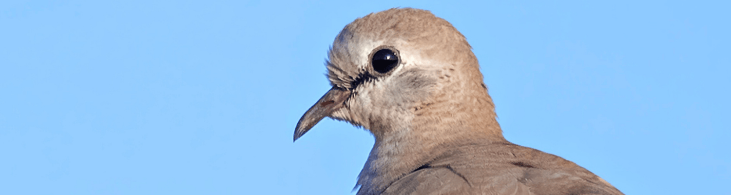 Namaqua Dove