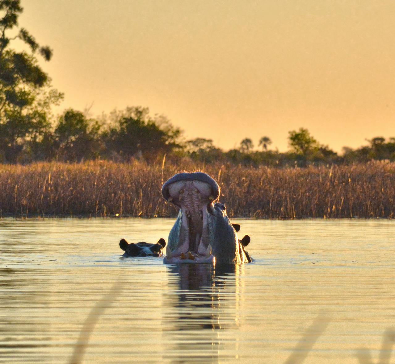 Simakade African Wildlife Guide