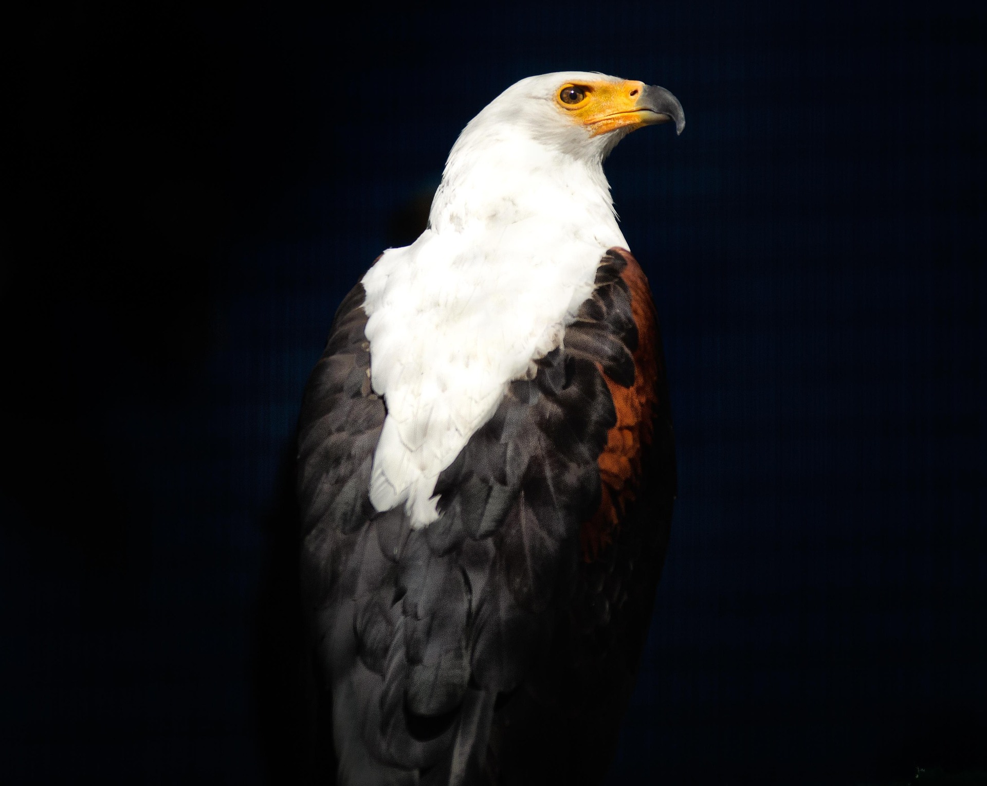 Simakade African Safari Birds Guide