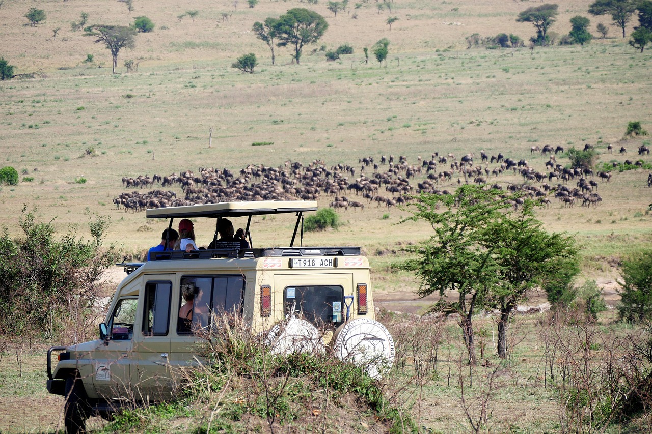Simakade when to go on an African Safari Guide